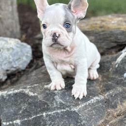Blaze - Tricolors male French Bulldog puppy in Ronks, Pennsylvania from Bleu Rock French Bulldogs