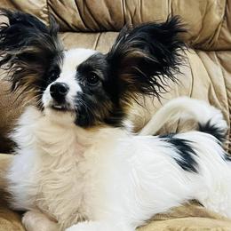 Papillons from Pawsitively Divine Papillons