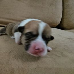 Pembroke Welsh Corgi and Saint Bernard Puppies from Middle Georgia Saints and Corgis