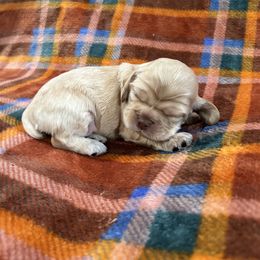 Cocker Spaniel Puppies from Clayton’s Cocker Spaniels
