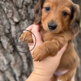 Boy3 - Dapple male Dachshund puppy in Atlanta, Texas from Circle K Doxies & Aussies