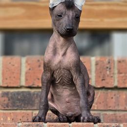 Joker - Black male Xoloitzcuintli puppy in Ethridge, Tennessee from Royalty Reigns Xolos