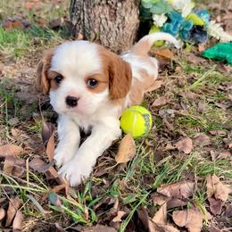 Blenheim Boy - Blenheim male Cavalier King Charles Spaniel puppy in Raymondville, Missouri from Puppy PlayPen