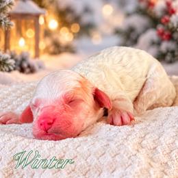 Winter - Parti female Goldendoodle puppy in Urbana, Illinois from ZaraDoodles