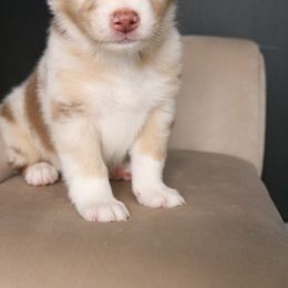 Australian Shepherd Puppies from Kiki's Aussies