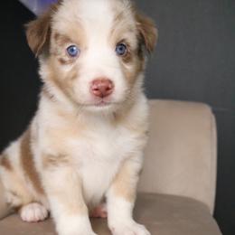 Australian Shepherd Puppies from Kiki's Aussies