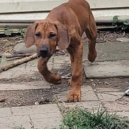 Rhodesian Ridgeback Puppies from Shamwari
