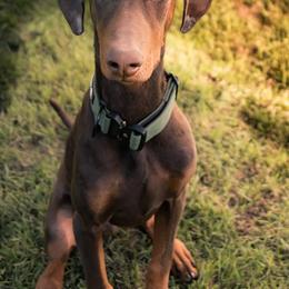 Bishop - Red and rust male Doberman Pinscher puppy in Redford, Michigan from Warsong Dobermann