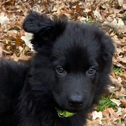 Green collar - Black male German Shepherd puppy in Lansing, Michigan from Divine German Shepherds