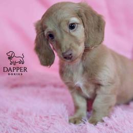 Dapper's Calculated Impact- Staccato - Cream female Dachshund puppy in Zephyrhills, Florida from Dapper Doxies