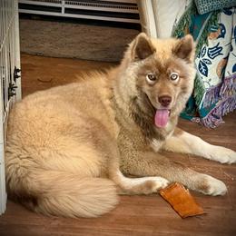 Lazuli - Red and white female Siberian Husky puppy in Florence, Kentucky from Moonlight Howl Huskies
