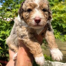 Rando - Brown merle male Aussiedoodle puppy in Vinemont, Alabama from Cotton Country Kennels