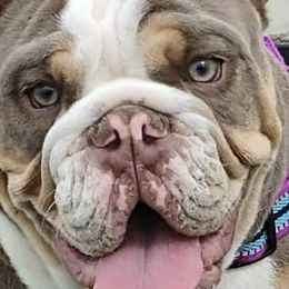 Bulldogs from Julie's Bullies