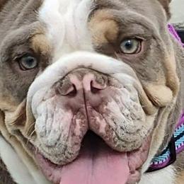 Bulldogs from Julie's Bullies