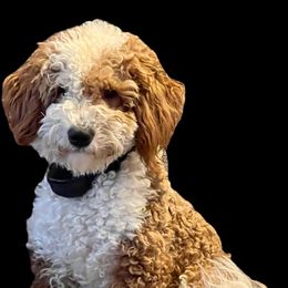 Maeve - Goldendoodle