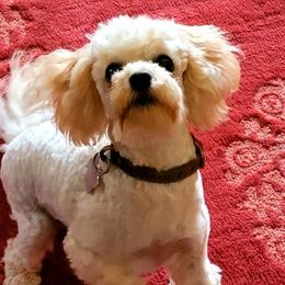 Goldendoodles and Poodles from Poodles Perfected