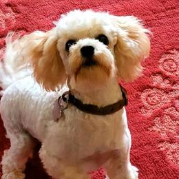 Goldendoodles and Poodles from Poodles Perfected