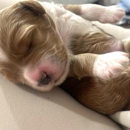 Goldendoodle Puppies from Graystone Doodles