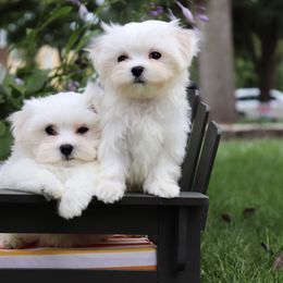 Maltese Puppies from Leona's Maltese