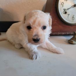Lenore Dove - Cream female Maltipoo puppy in Mena, Arkansas from Belle Ball Puppies