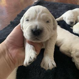 Golden Retriever Puppies from Mountain Valley Retrievers