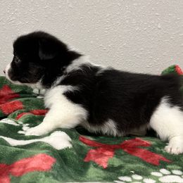 Abbey - Black and white female American Corgi puppy in Hico, Texas from Chisholm Trail Kennels