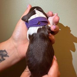 Ruby - Liver white and roan female English Springer Spaniel puppy in Williston, Florida from Parks Paradise Springers