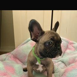 French Bulldog Puppies from Loving Frenchie Fam