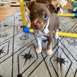 Rat Terrier Puppies from The Puppy Patch Rat Terriers