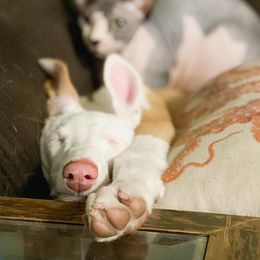 Ibizan Hound and Manchester Terrier Puppies from Dugualla