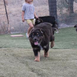 Mackenzie - Black tri-color male Australian Shepherd puppy in Sonoita, Arizona from Gardner Canyon Kennels