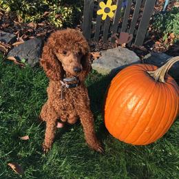 Poodle All Grown Up from Tales Of Joy