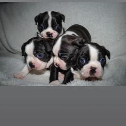 Boston Terrier Puppies from Boston's Boston Terriers AKC