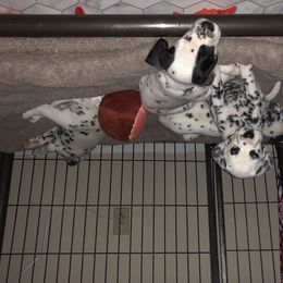 Dalmatian Puppies from Revere Dalmatians