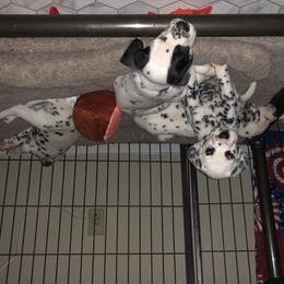 Dalmatian Puppies from Revere Dalmatians