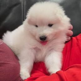 Arrow - White and biscuit female Samoyed puppy in West Jordan, Utah from Rocky Mountain Samoyeds
