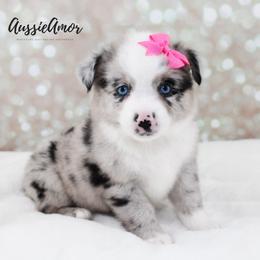 Bi Blue Merle 2 blue eyes - Blue merle female Miniature Australian Shepherd puppy in Pinehurst, Texas from Aussie Amor