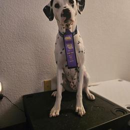 Dalmatian All Grown Up from Rosais Acres LLC