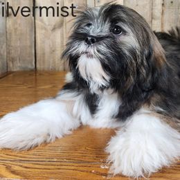 Silvermist - Brown female Lhasa Apso puppy in Jefferson, New York from Absolute Lhasa Love