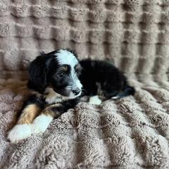 Riot - Tri-color female Double Doodle puppy in Horseshoe Bend, Idaho from Over the Moon Poodles and Doodles