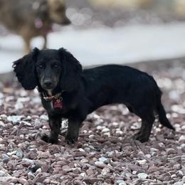 Berry - Dachshund