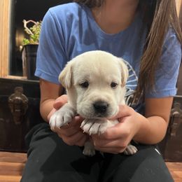 Yellow Boy 4 - Yellow male Labrador Retriever puppy in Harpers Ferry, Iowa from Jones Family Labs