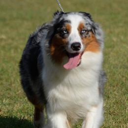Charm - Australian Shepherd