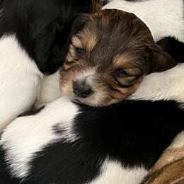 Dachshunds from Weiner Dog Ranch