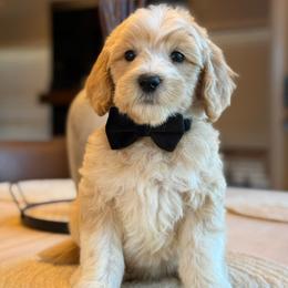 H-Green Boy - Apricot male Goldendoodle puppy in Lewisville, Texas from Texas Goldendoodle Lovers