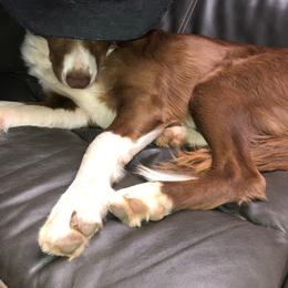 Olivia - Border Collie