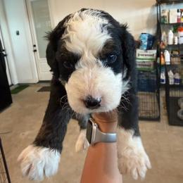 Carl - male Australian Mountain Doodle puppy in Snook, Texas from Snook Acres Doodles