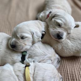 6th Girl - Light golden female Golden Retriever puppy in Decatur, Indiana from Sporting Ridge K9’s