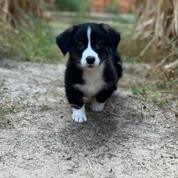 Yosemite - Black and white male American Corgi puppy in Hope, Arkansas from Foxy Knoll Farm
