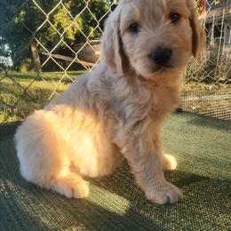 Orange Collar - Red male Companion Cross puppy in Richmond, Missouri from Natalie's Happy Fur Paw's